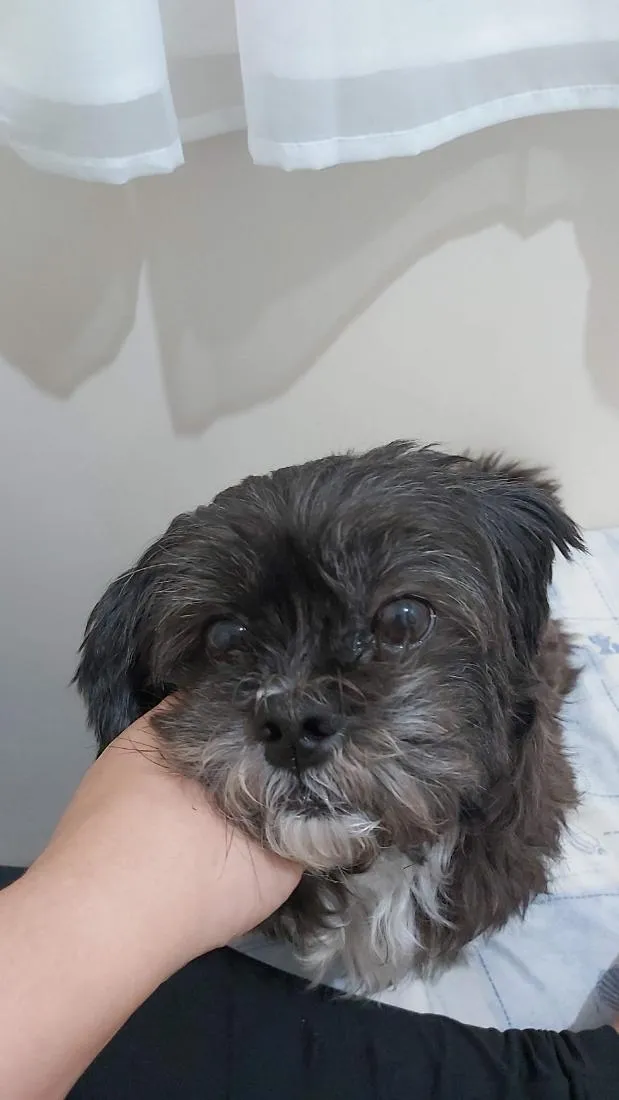 Cachorro raça Shitzu idade 6 ou mais anos nome Kiara e Hanna