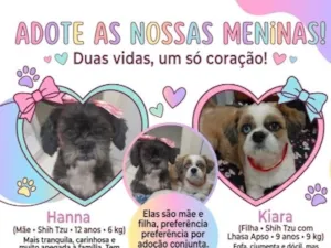 Cachorro raça Shitzu idade 6 ou mais anos nome Kiara e Hanna