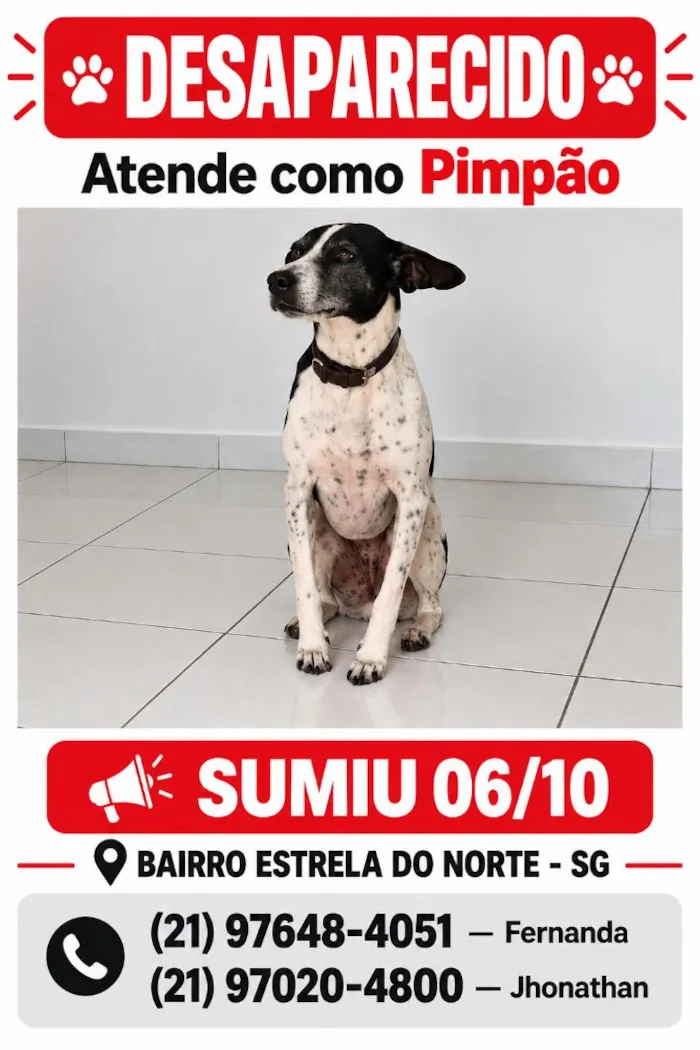 Cachorro raça SRD-ViraLata idade 6 ou mais anos nome Pimpão