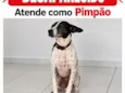 Pimpão