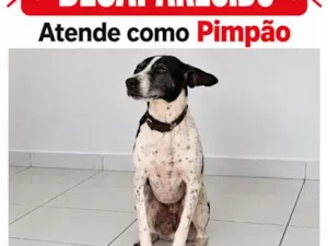 Cachorro raça SRD-ViraLata idade 6 ou mais anos nome Pimpão