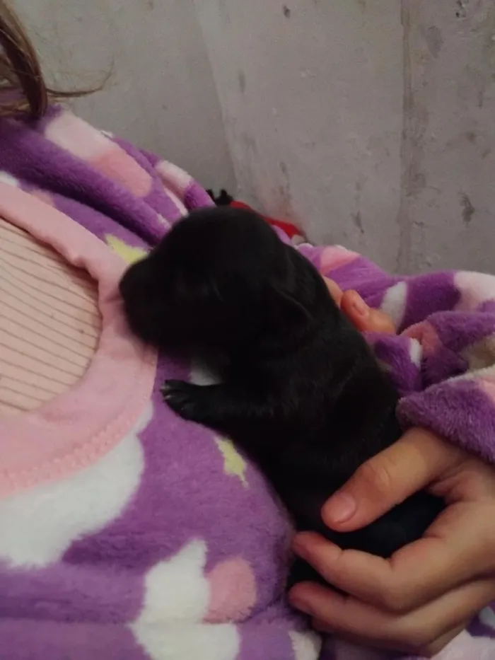 Cachorro raça Pinscher idade Abaixo de 2 meses nome pretinha