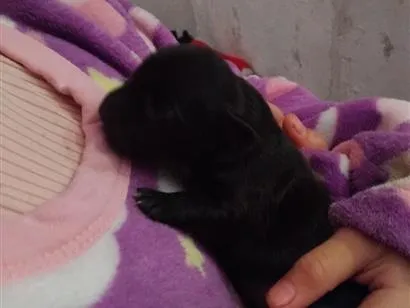 Cachorro raça Pinscher idade Abaixo de 2 meses nome pretinha