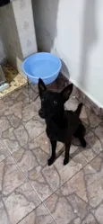 ratinha/pretinha