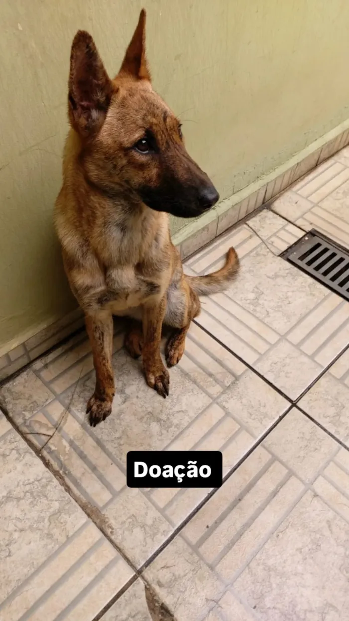 Cachorro raça SRD-ViraLata idade 1 ano nome tigresa 