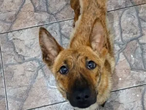 Cachorro raça SRD-ViraLata idade 1 ano nome tigresa 