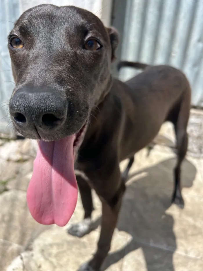 Cachorro raça SRD-ViraLata idade 2 anos nome Timão 