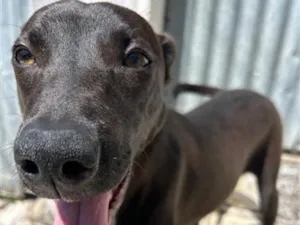 Cachorro raça SRD-ViraLata idade 2 anos nome Timão 