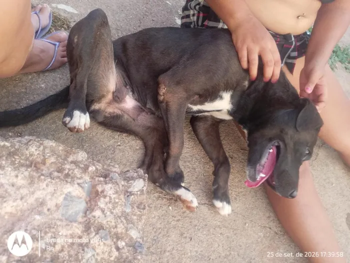 Cachorro raça Pit-Bull idade 3 anos nome pretinha 