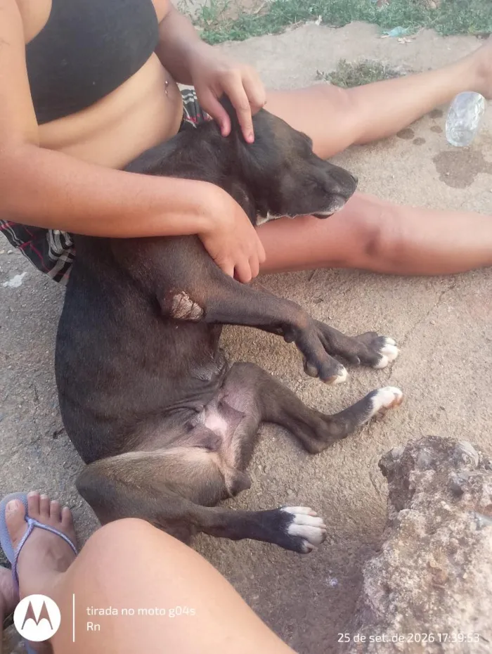 Cachorro raça Pit-Bull idade 3 anos nome pretinha 