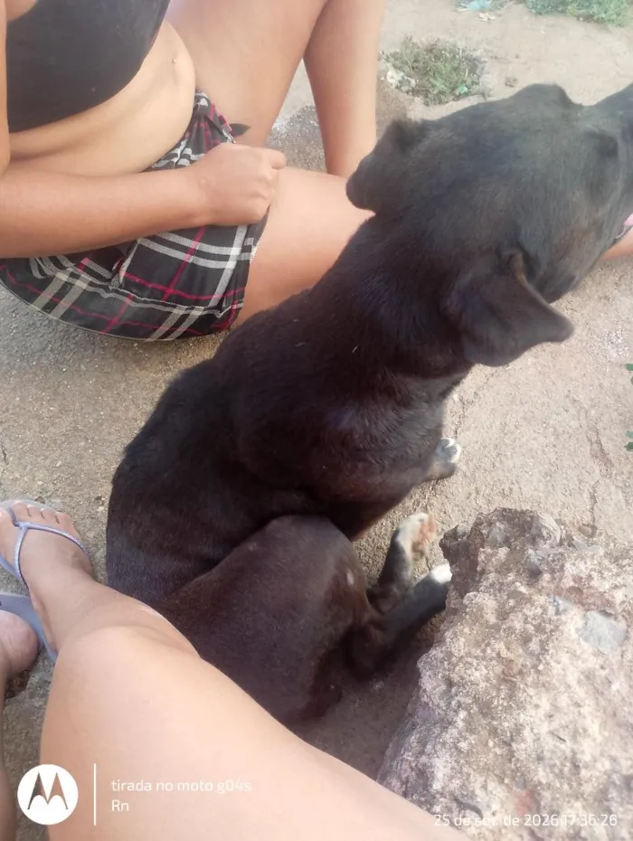 Cachorro raça Pit-Bull idade 3 anos nome pretinha 
