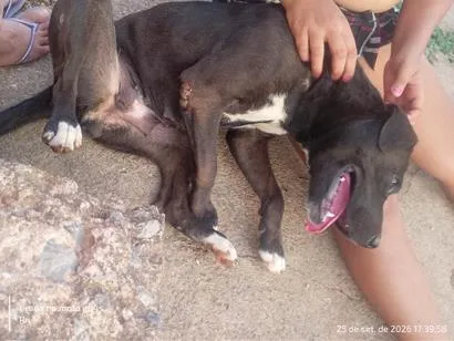 Cachorro raça Pit-Bull idade 3 anos nome pretinha 