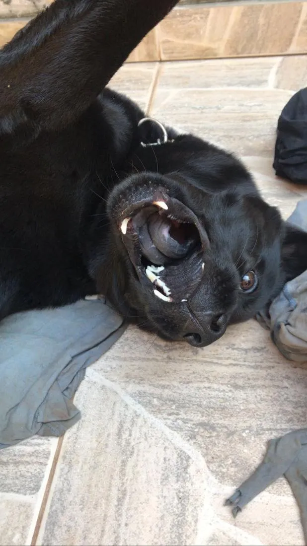 Cachorro raça SRD-ViraLata idade 6 ou mais anos nome zeus