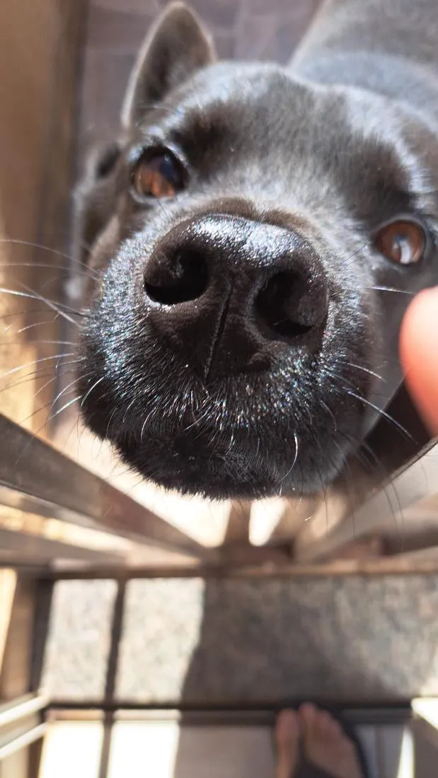 Cachorro raça SRD-ViraLata idade 6 ou mais anos nome zeus