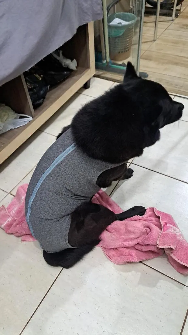 Cachorro raça SRD-ViraLata idade 6 ou mais anos nome zeus