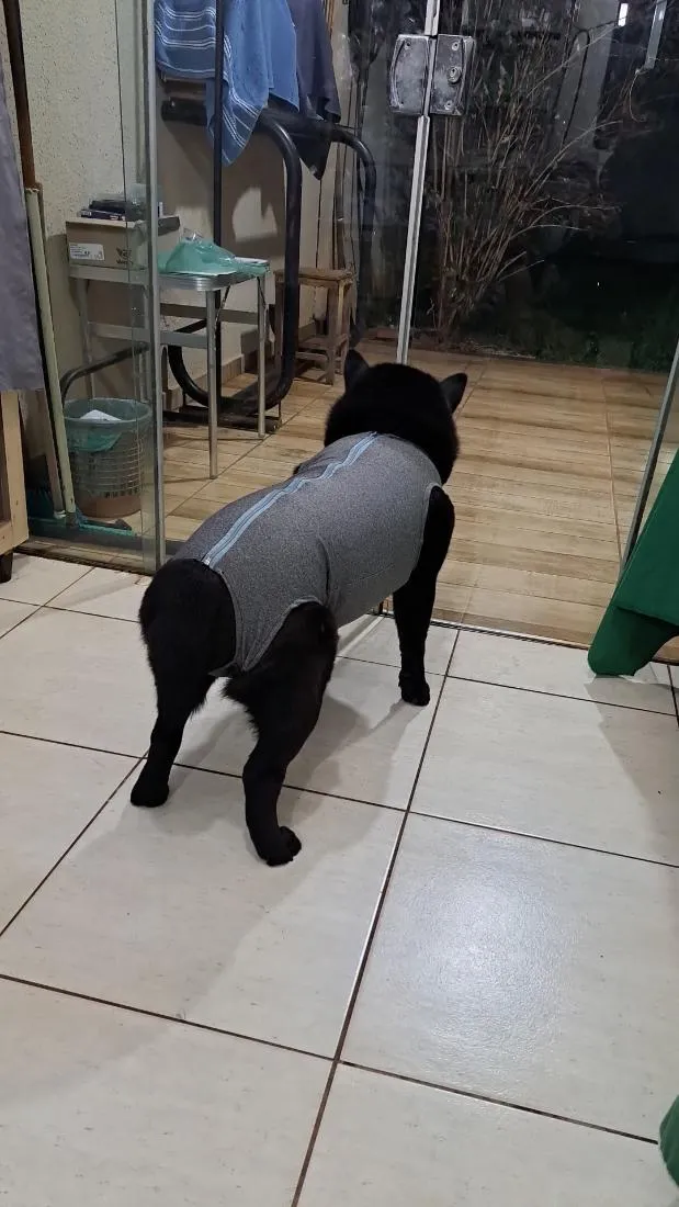 Cachorro raça SRD-ViraLata idade 6 ou mais anos nome zeus