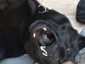 Cachorro raça SRD-ViraLata idade 6 ou mais anos nome zeus