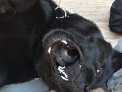 Cachorro raça SRD-ViraLata idade 6 ou mais anos nome zeus