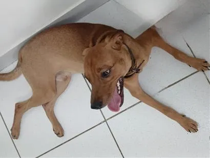 Cachorro raça SRD-ViraLata idade 7 a 11 meses nome Maxx