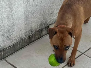 Cachorro raça SRD-ViraLata idade 1 ano nome Mel