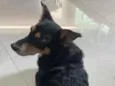 Preto