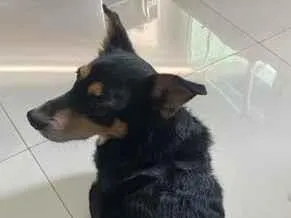 Cachorro raça SRD-ViraLata idade 6 ou mais anos nome Preto