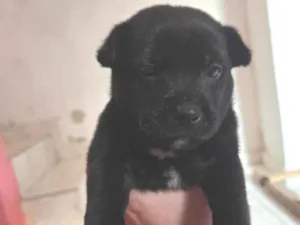 Cachorro raça SRD-ViraLata idade Abaixo de 2 meses nome Chico