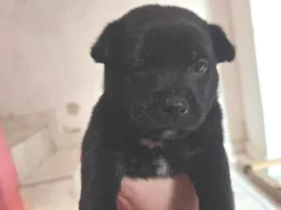 Cachorro raça SRD-ViraLata idade Abaixo de 2 meses nome Chico