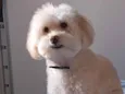 Peludo