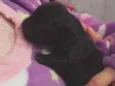 pretinha