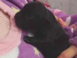 Cachorro raça Pinscher idade Abaixo de 2 meses nome pretinha