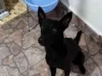 ratinha/pretinha