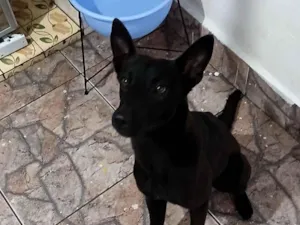 Cachorro raça SRD-ViraLata idade 1 ano nome ratinha/pretinha