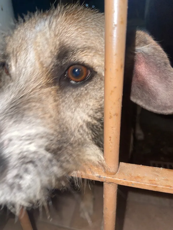 Cachorro raça SRD-ViraLata idade 2 anos nome Banzé/Dedé/Bob 