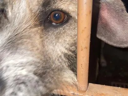 Cachorro raça SRD-ViraLata idade 2 anos nome Banzé/Dedé/Bob 