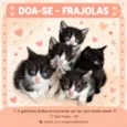 5 gatinhos a disposição 