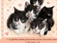 5 gatinhos a disposição 