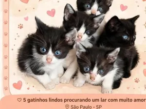 Gato raça SRD-ViraLata idade Abaixo de 2 meses nome 5 gatinhos a disposição 