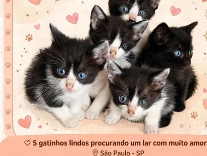 Gato raça SRD-ViraLata idade Abaixo de 2 meses nome 5 gatinhos a disposição 
