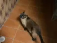 Nego 