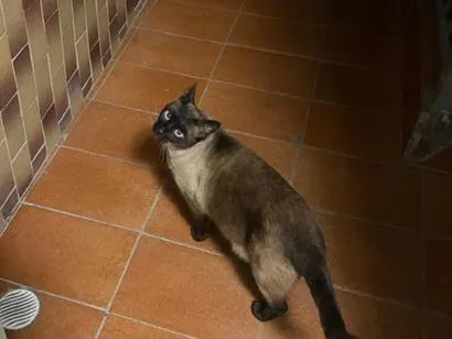 Gato raça Siamês idade 5 anos nome Nego 