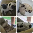 Pugs -Felipe e Sofia