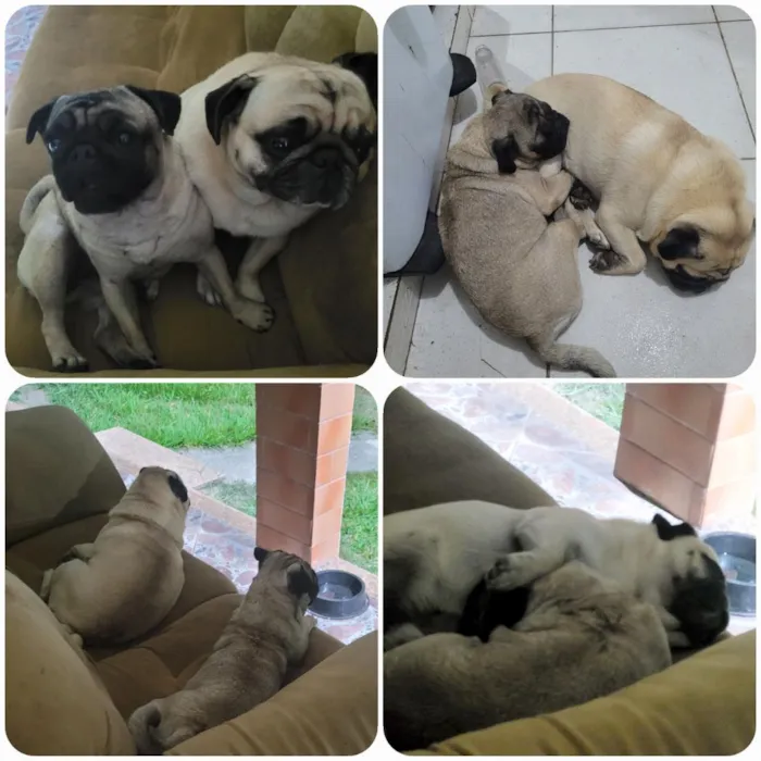 Cachorro raça SRD-ViraLata idade 6 ou mais anos nome Pugs -Felipe e Sofia