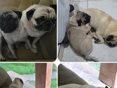 Cachorro raça SRD-ViraLata idade 6 ou mais anos nome Pugs -Felipe e Sofia