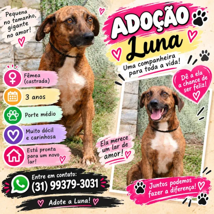 Cachorro raça SRD-ViraLata idade 3 anos nome Luna