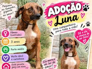 Cachorro raça SRD-ViraLata idade 3 anos nome Luna