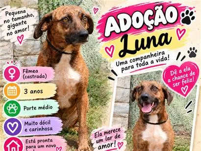 Cachorro raça SRD-ViraLata idade 3 anos nome Luna