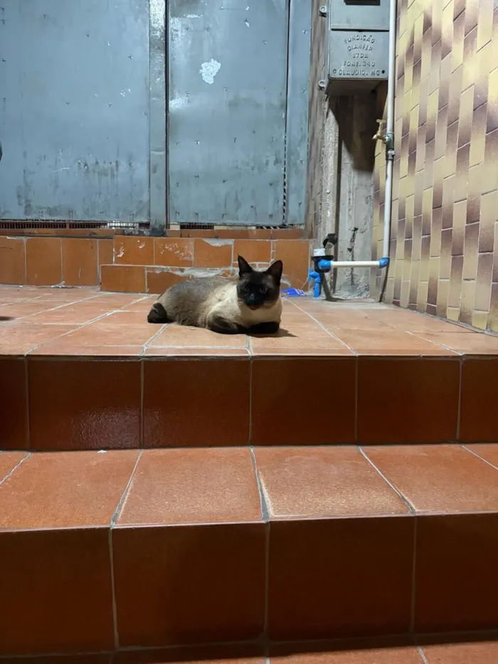 Gato raça Siamês idade 5 anos nome Nego 