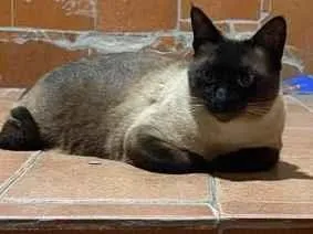 Gato raça Siamês idade 5 anos nome Nego 