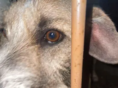 Cachorro raça SRD-ViraLata idade 2 anos nome Banzé/Dedé/Bob 
